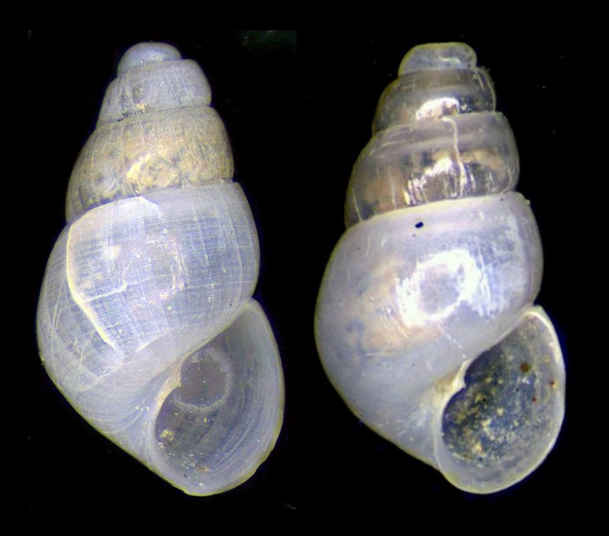 Odostomia da confermare